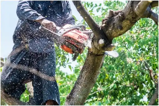 tree services Baggs
